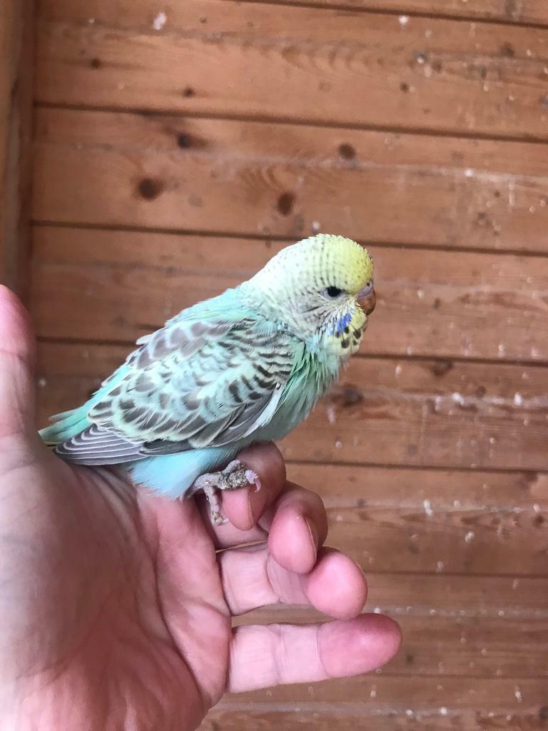 gumtree budgies